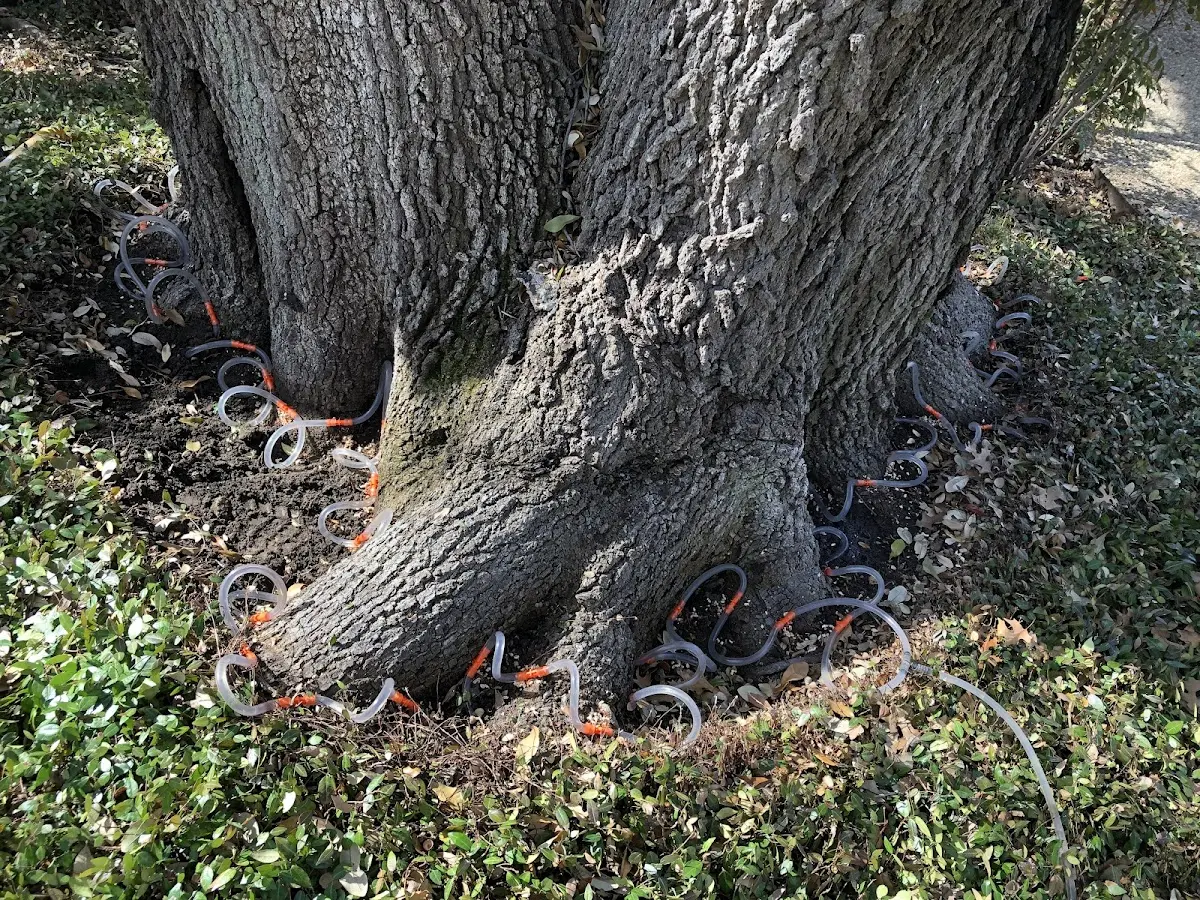 Detailed Tree Cabling and Bracing job site in Unadilla