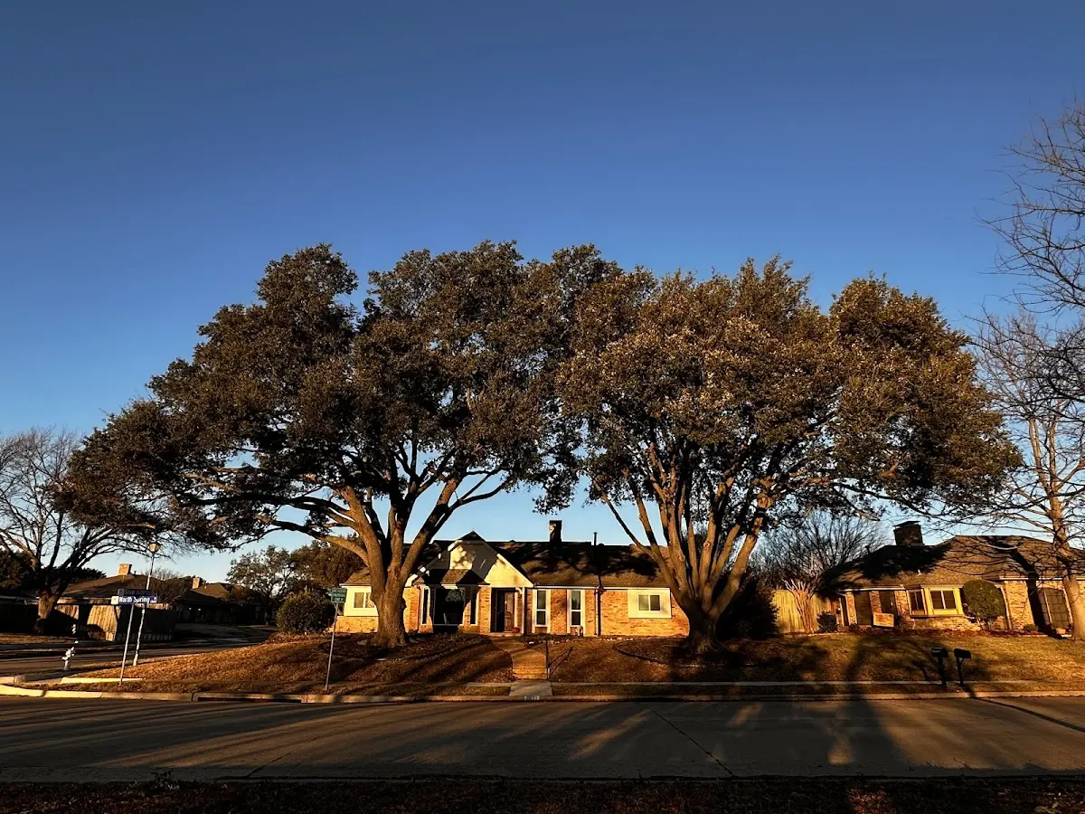 Established residential canopy tree shading a home in Unadilla
